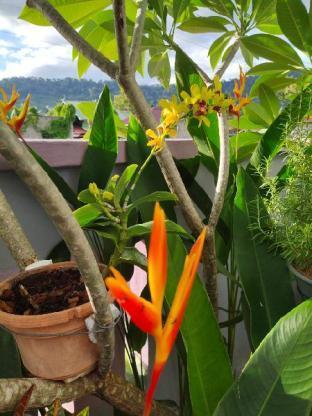兰卡威海洋小屋 浮罗交怡 外观 照片